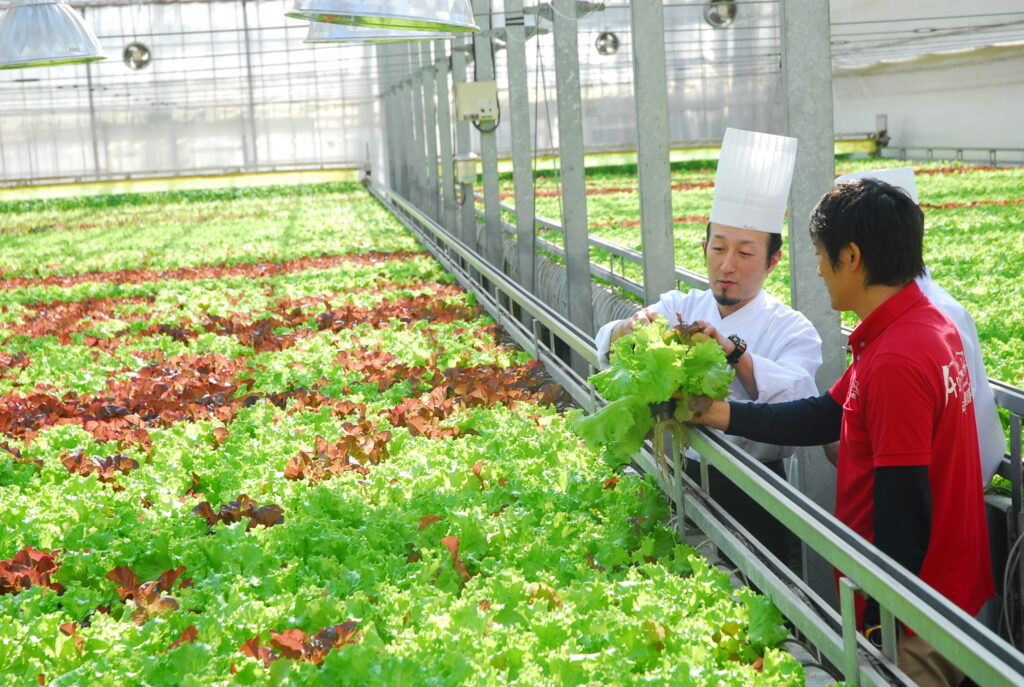 自社栽培の新鮮野菜